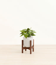 Load image into Gallery viewer, Hammered Ivory stand:walnut