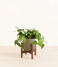 Lade das Bild in den Galerie-Viewer, Olive stand:walnut