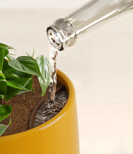 Lade das Bild in den Galerie-Viewer, Mustard stand:all