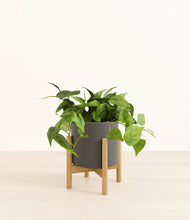 Lade das Bild in den Galerie-Viewer, Dark Olive stand:bamboo