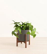 Lade das Bild in den Galerie-Viewer, Dark Olive stand:walnut