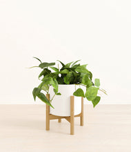 Lade das Bild in den Galerie-Viewer, White stand:bamboo