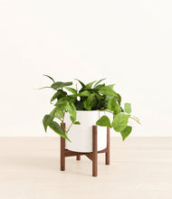 Lade das Bild in den Galerie-Viewer, White stand:walnut