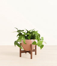 Lade das Bild in den Galerie-Viewer, Calm Rose stand:walnut