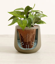 Load image into Gallery viewer, Olive stand:all