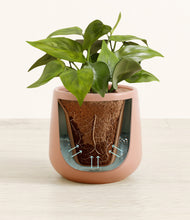 Load image into Gallery viewer, Calm Rose stand:all