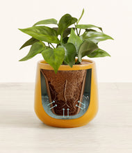 Load image into Gallery viewer, Mustard stand:all