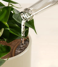 Load image into Gallery viewer, Forest Moss stand:all