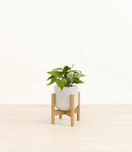 Load image into Gallery viewer, Snowdrift White stand:bamboo
