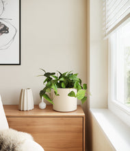 Lade das Bild in den Galerie-Viewer, Cream