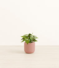 Load image into Gallery viewer, Striped Rose Pink*****Profile