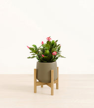 Load image into Gallery viewer, -