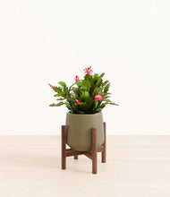 Load image into Gallery viewer, -