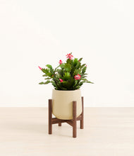 Load image into Gallery viewer, -