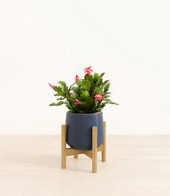 Load image into Gallery viewer, -