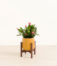 Load image into Gallery viewer, -