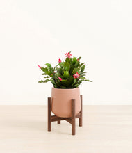 Load image into Gallery viewer, -