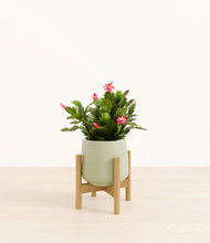 Load image into Gallery viewer, -