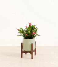 Load image into Gallery viewer, -