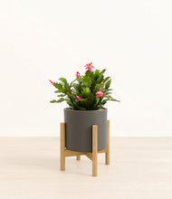 Load image into Gallery viewer, -