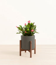 Load image into Gallery viewer, -