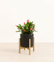 Load image into Gallery viewer, -