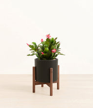 Load image into Gallery viewer, -