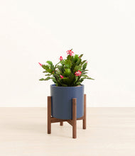 Load image into Gallery viewer, -