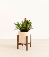 Load image into Gallery viewer, -