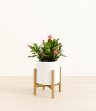 Load image into Gallery viewer, -