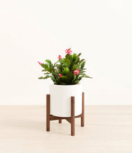 Load image into Gallery viewer, -