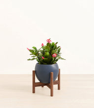 Load image into Gallery viewer, -