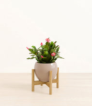 Load image into Gallery viewer, -