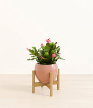 Load image into Gallery viewer, -