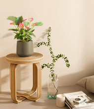 Load image into Gallery viewer, Olive