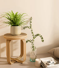 Load image into Gallery viewer, Almond Green