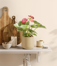 Load image into Gallery viewer, Almond Green