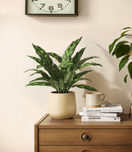 Load image into Gallery viewer, Almond Green