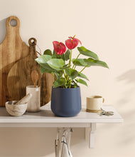 Load image into Gallery viewer, Deep Navy