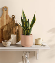 Load image into Gallery viewer, Gentle Pink