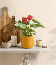 Load image into Gallery viewer, Mustard