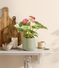 Load image into Gallery viewer, Turquoise