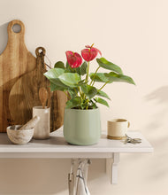 Load image into Gallery viewer, Turquoise