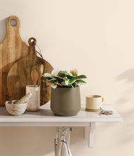 Load image into Gallery viewer, Olive