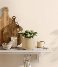 Load image into Gallery viewer, Almond Green