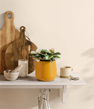 Load image into Gallery viewer, Mustard