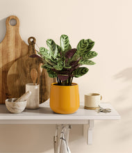 Load image into Gallery viewer, Mustard