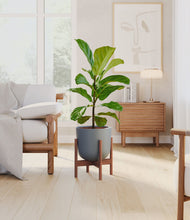 Load image into Gallery viewer, Iron Gray stand:walnut