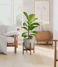 Load image into Gallery viewer, Sage Green stand:walnut