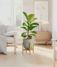 Load image into Gallery viewer, Sage Green stand:bamboo